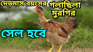 গলাছিলা মুরগি সেল হবে দেড়মাস বয়সের।  BU Poultry \u0026 Hatchery 01768545348 সোনালি সুপার হাইব্রিড, টাইগার