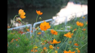 小さな窓の花ごよみ 1235 夏の夕暮れ ♪ forest  MARIKO NICOL  ♪