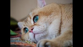 ロシア在住の猫ちゃんがつぶらな青い瞳で心を鷲掴み！！【癒される】