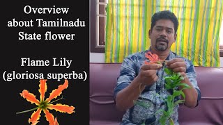 நம் மாநில மலர் எது என்று உங்களுக்கு தெரியுமா ? Overview about Tamilnadu state flower Flame Lily