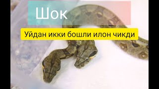 #шок 😱Андижонда уйдан икки бошли ИЛОН чикди ва улдирди...!🐍 В Узбекистане два головная змея ШОК