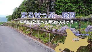 【特派員ニース】まるせっぷ　藤園～平和山公園への坂道の架け橋～