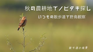 《ゆるい自然観察Vlog122》秋の農耕地でノビタキ探し/いつもの散歩道で野鳥観察