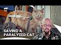 Jackson Saves These Angry Cats From Being Put Down | My Cat From Hell S5 E10,11,12 | Animal Planet
