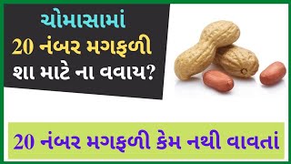 ચોમાસામાં 20 નંબર મગફળી શા માટે ના વવાય? || 20 નંબર મગફળી || મગફળી || ચોમાસુ પાક || Magfali Na Bhav