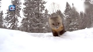 So cute! Wild sable appears in snow in northeast China