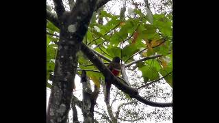 Collared Trogon