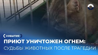 Судьбы животных и людей после трагедии в приюте