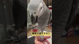 朝からよく食べます。#ヨウム #shortvideo #ペット動画