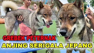 Grebek Peternak Anjing Serigala Jepang