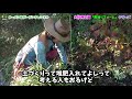 移植、株分け、植え込み全て実演します【荒地リフォーム14】【カーメン君】【園芸】【ガーデニング】【初心者】