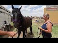 Full-Body Horse Chiropractic Adjustment by Dr. Mike Adney | Equine Stretching Masterclass Link