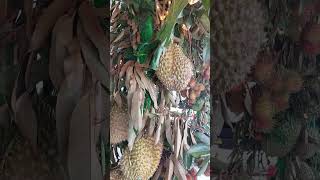 Durian Fruits and Other Fruits on a different trees