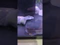 ちゃこのう◯ちタイム ウーパールーパー 両生類 axolotl 水槽 aquarium 飼育 ペット