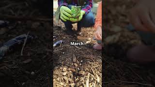 How to Plant Peas in San Francisco