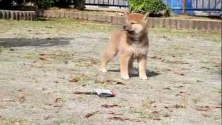 柴犬子犬赤柴雌ID:1551　2012.04.28生まれ　2012.06.17撮影 柴犬.net  shiba inu