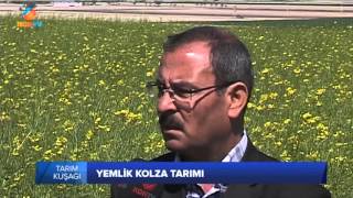 TARIM KUŞAĞI - YEMLİK KOLZA TARIMI - 27 NİSAN 2016