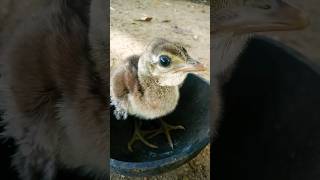 baby peacock sound/baby peacock/peacock baby