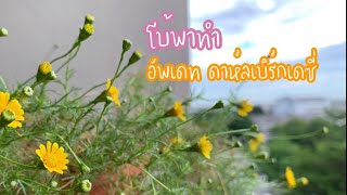 โบ้พาทำ : ดาห์ลเบิร์กเดซี่ 6Jul 20 #เดซี่ #ปลูกเดซี่ #มือใหม่หัดปลูก