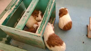 【沖縄こどもの国💘モルモット】あたし、モルモット？ Guinea_pig Okinawa Zoo \u0026 Museum ChildrenCountry kodomonokuni(20200708)