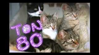 World_Cats TON80 -DARTSLIVE2 AWARD MOVIE