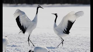 雪原に舞うタンチョウ