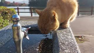 喉乾いてたのかニャ❔新鮮な水を沢山飲むボスさんなんだニャン❤️