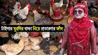 শিক্ষিত নারী উদ্যোক্তা নাসরিন সুলতানা আপুর টাইগার মুরগির খামার।টাইগার মুরগি নতুন প্রতারণার ফাঁদ।