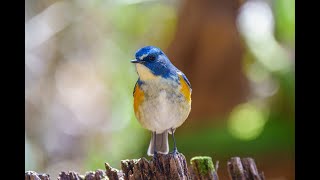 鈴鹿山麓の野鳥を楽しむ　ルリビタキ　カワセミ　ミヤマホオジロなど　20210315