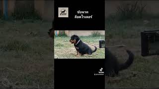 มองหาพ่อแม่จ้า #arthur #ร็อตไวเลอร์ #rottweilerpuppy #หมาน่ารัก #หมาน้อยน่ารัก