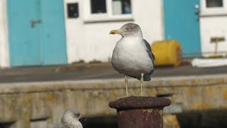 Azorean Yellow-legged Gull. Newlyn Harbour. West Cornwall.