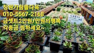 창원가람뜰다육1부 010-5567-2168 금모듬2만원/만원의행복 각종금찜하세요!