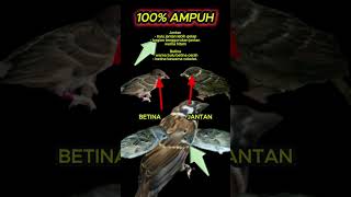 ciri ciri burung gereja jantan dan betina 100% akurat #burunggereja #burungmasteran