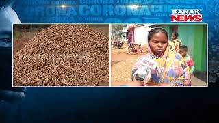 Turmeric Farmers Of Kandhamal Are Facing A Lot Of Problems To Sell Their Product During Lockdown