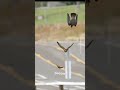 falcon mom teaching her offsprings to catch food midair. falcons peregrinefalcon birdlovers