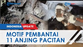 Polisi Kantongi Identitas Pembantai dan Pembakar 11 Anjing di Pacitan, Terungkap Motif Para Pelaku