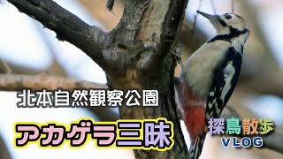 【探鳥散歩 VLOG】北本自然観察公園でアカゲラ三昧