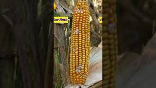 Common Diseases of Corn Crops | #CornDiseases #CropProtection  #FarmingTips #redyplast