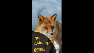 நரி, குள்ளநரி , ஓநாய் வித்யாசம் | FOX vs JACKAL vs WOLF #Shorts