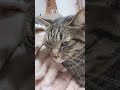 甘えん坊のキジトラ キジトラ 保護猫 里親 猫