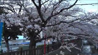 12.4.7 大垣市　奥の細道　むすびの地　記念館＆桜