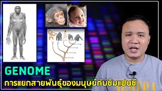 Genome EP05 :  การแยกสายพันธุ์ของมนุษย์กับชิมแปนซี