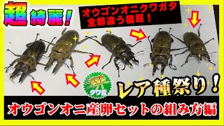 【初挑戦！】稀少4種類のオウゴンオニクワガタ降臨！オウゴンオニクワガタの産卵セットの作り方\u0026実践方法を一部始終お見せします！