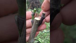 Technique of grafting 2 jackfruit shoots onto 1 tree