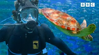 Turtle-y Cool Moments! | Aquatic Adventures | Andy's Amazing Adventures