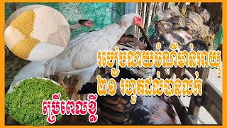 របៀបលាយចំណីមាន់អាយុ 21 រហូតដល់បានលក់🐓🐓 @SokleapFarm