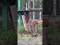 羽村市動物公園　2023国際レッサーパンダデー　レッサーパンダガイド　～ソラちゃん～