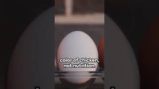 Why There Are So Many Colors of Eggs?