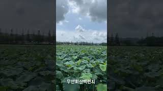 8월5일 화창한 날씨의  무안 회산 백련지 입니다 아름답게  보이지만 현장은 폭염 이었어요