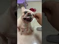 french bulldog 法鬥 粉腸有吃的就會變得特別勤勞